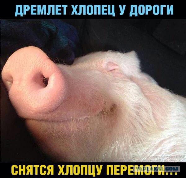Новая броня для укротанков