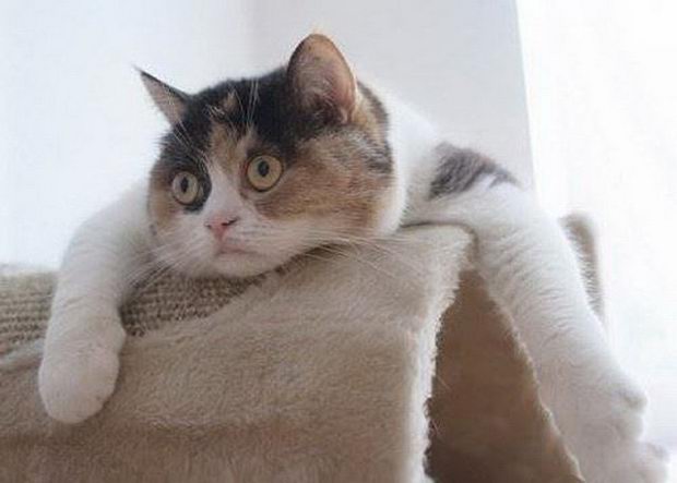 Просто солянка из картинок.