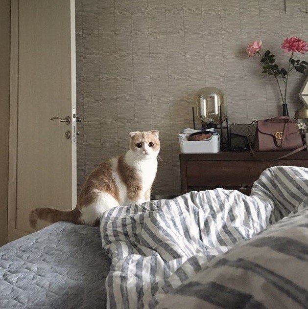 Коты и Кошки
