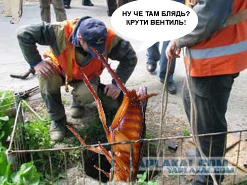 ТАРАКАН - фекальный капкан