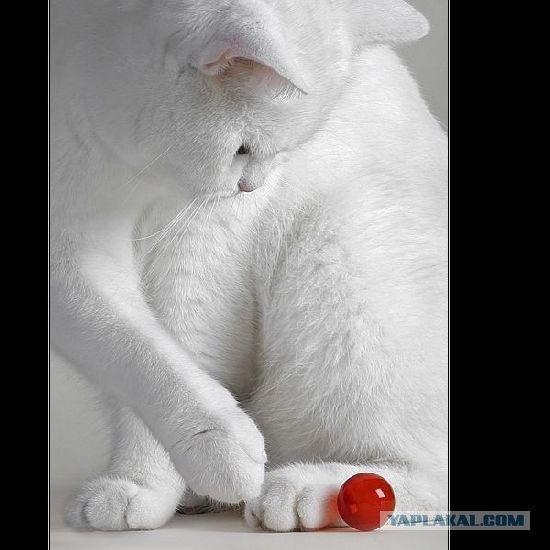 Котовторник на ЯПлакалъ (03.06), котята (31 шт)