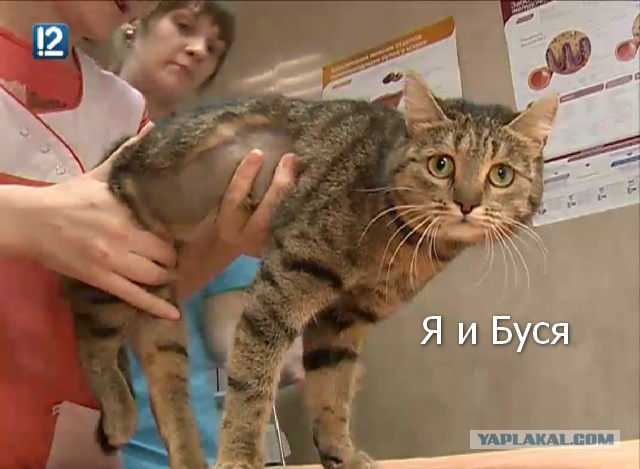 В Омске ветеринары выходили подстреленную кошку и купили ей инвалидную коляску