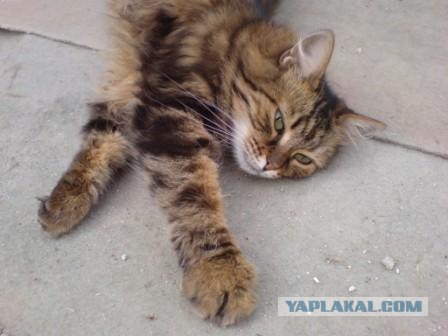 Котовторник на ЯПлакалъ