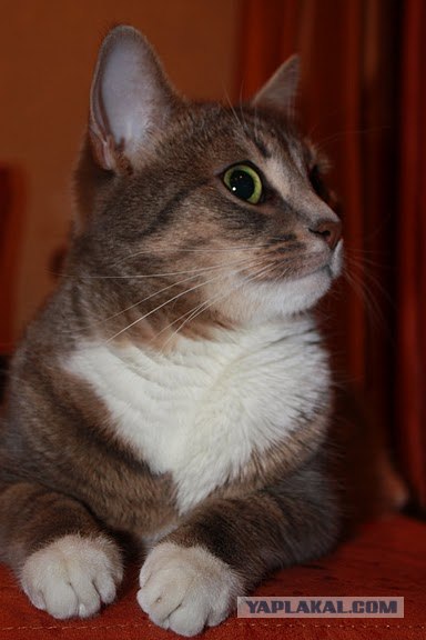 Котовторник, 19 октября