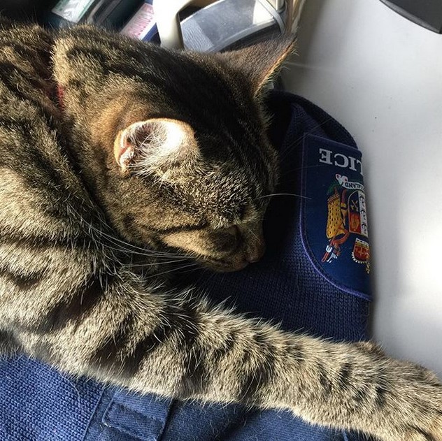 Прикольных котов пост