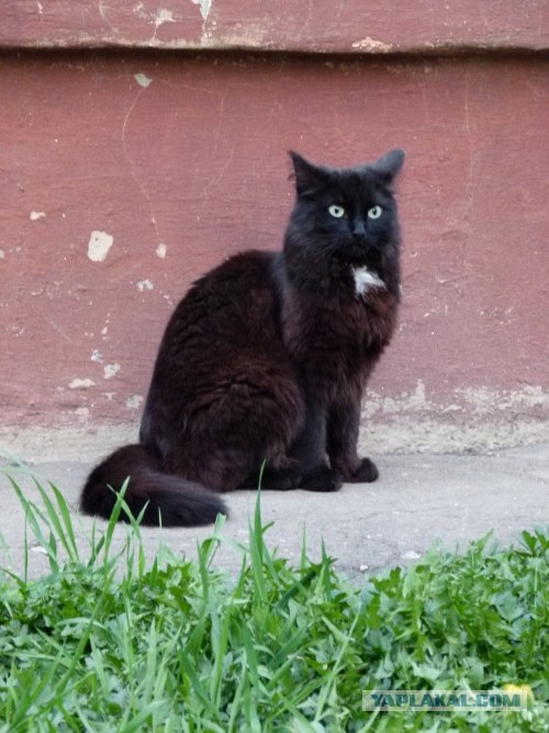 Котовторник