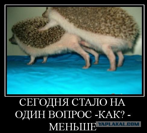 Ежиная "столовая"