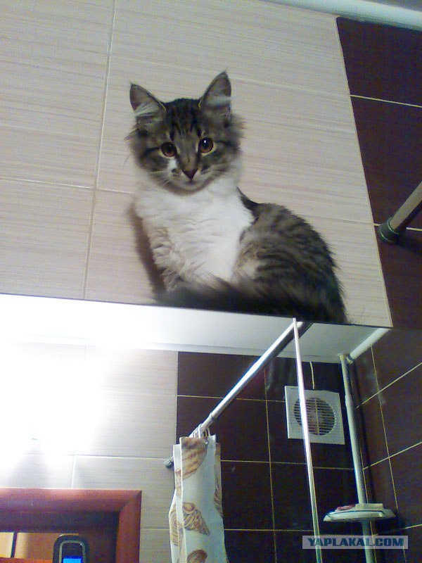 Котовторник 10.04.2012