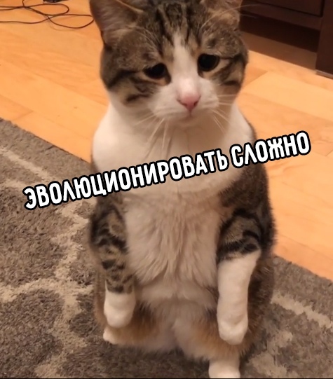 Прикольных котов пост