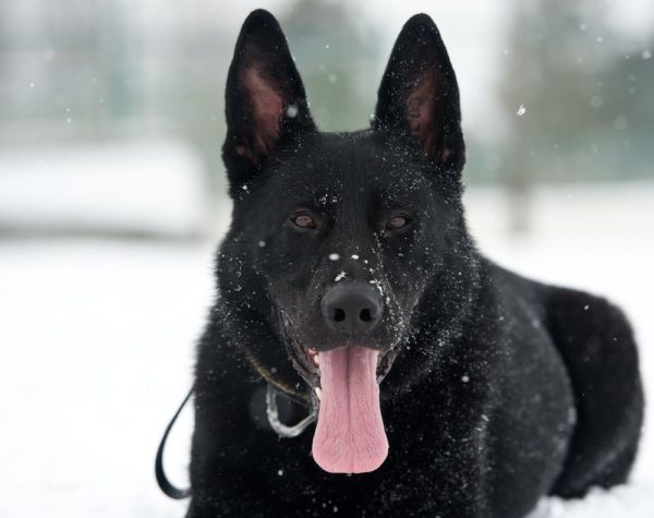 Заблудившаяся в Новокузнецке собака пришла за помощью к полиции