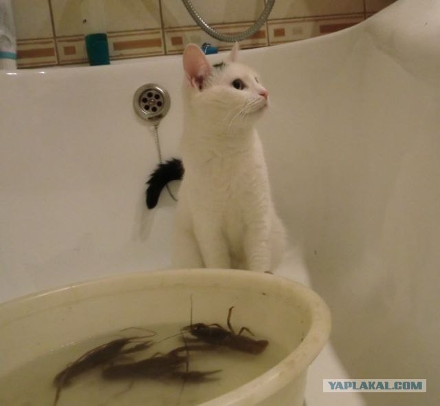 Котовторник 07.08.2012