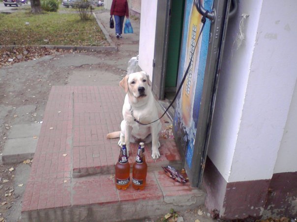 За пивасом