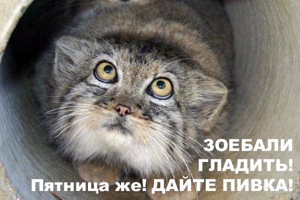 Фотожаба: Позабыт, позаброшен - никто не гладит!