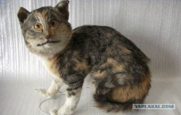 Таксидермия + наркомания