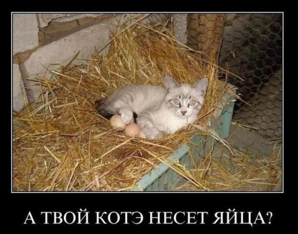 Наглый Кот