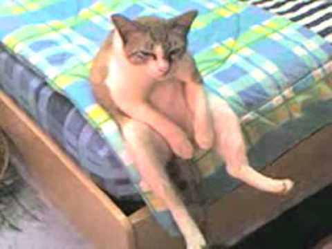 СтопКот (Кошачий СтопХам)