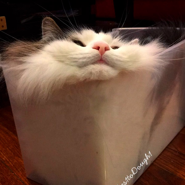 Забавные и милые котейки