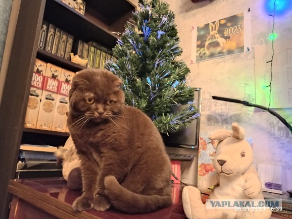 Котодракула