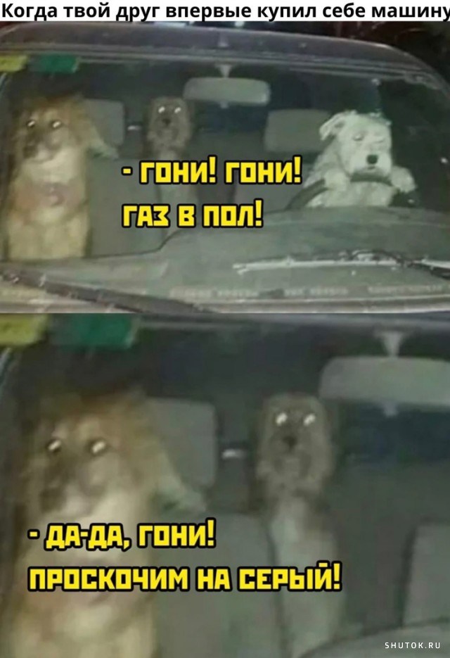 Собака за рулем мем