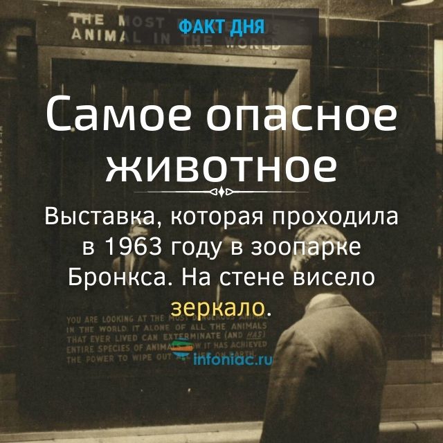 Зачем убивают панголинов