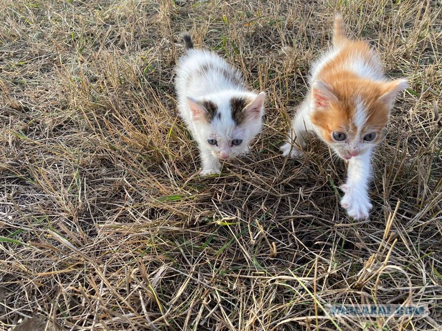 Коробка в чистом поле