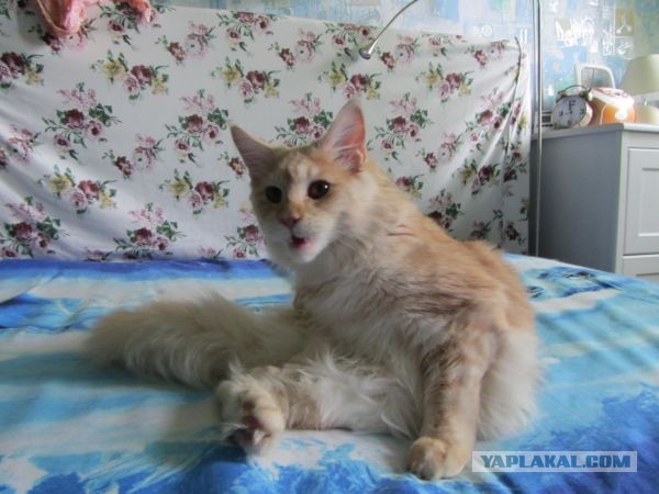 Котовторник 23.07.2013