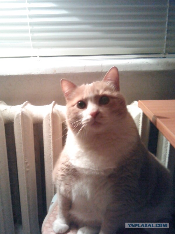 Котовторник 8.10.2013