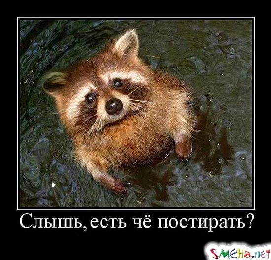 Угостили "зашедшего на огонек" енота морковкой