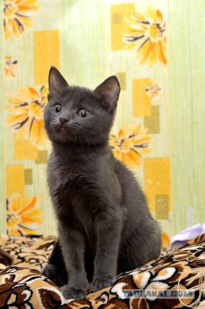 Моим котам