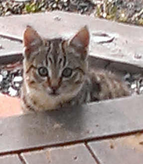 Как я текстильный потолок запилил