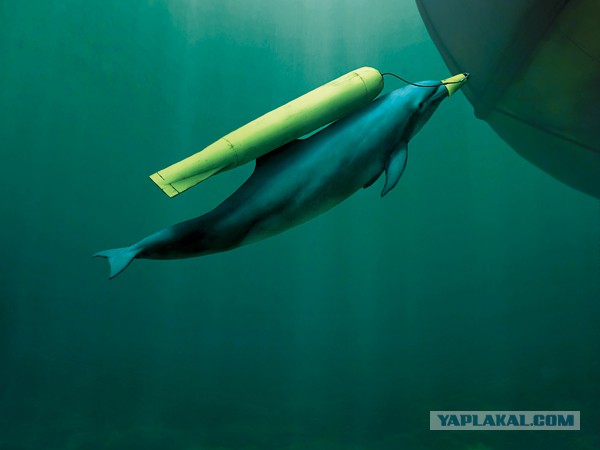 Четыре боевых корабля НАТО в Черном Море