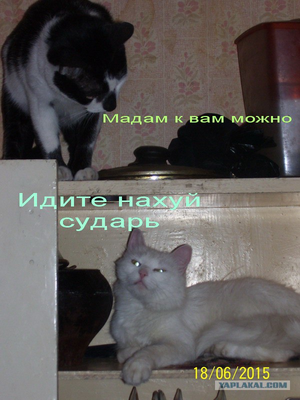 Известные котомемы.