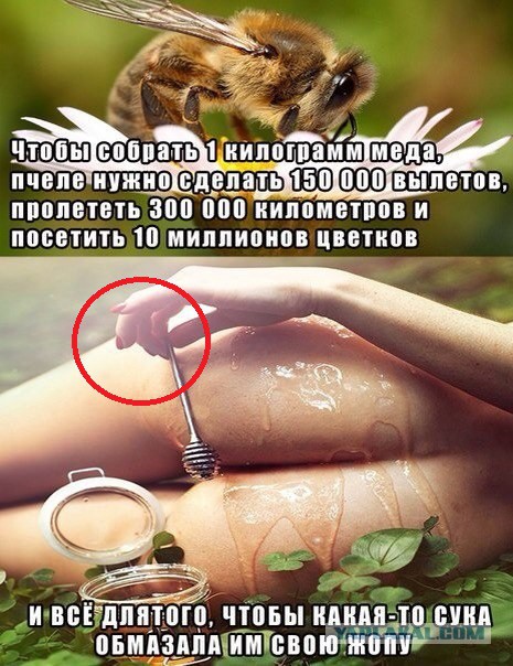 Мед, пчелы и вселенская несправедливость