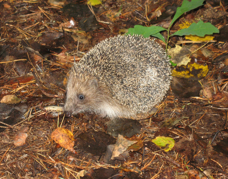 Ёжик фуфты-фуфты-фуфты-фу. Восточноевропейский ёж. Не пугай ёжа попой. Маленький ежик четвеоаножик. Карликовый ушастый ежик.