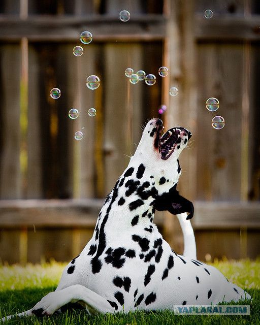 Собакочетверг