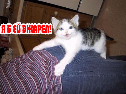 Вторничный котомёт!