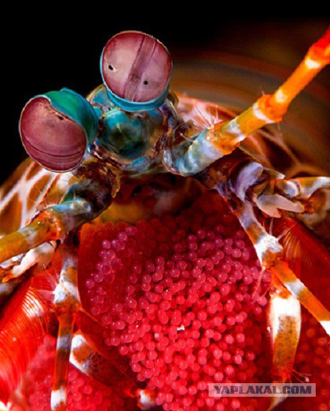 Скоро во всех гнёздах страны!... и не только