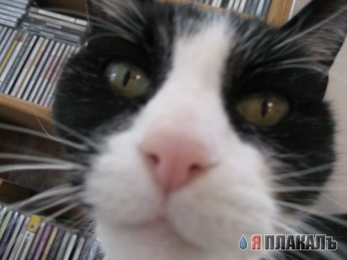 Котовторник!
