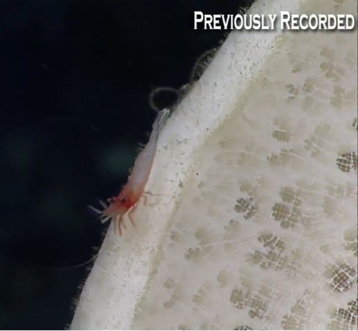 Началась онлайн-трансляция происходящего в самом глубоком месте Земли