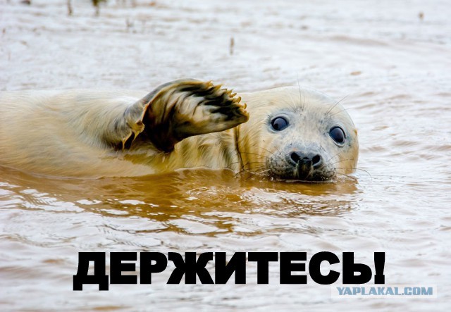 Победители конкурса самых смешных фотографий дикой природы 2016