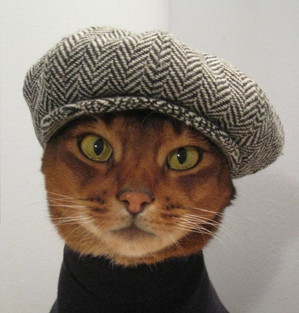 Коты из сети