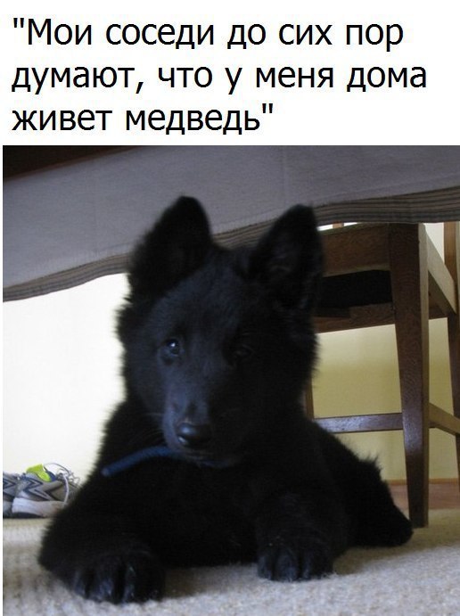 Самые смешные животные