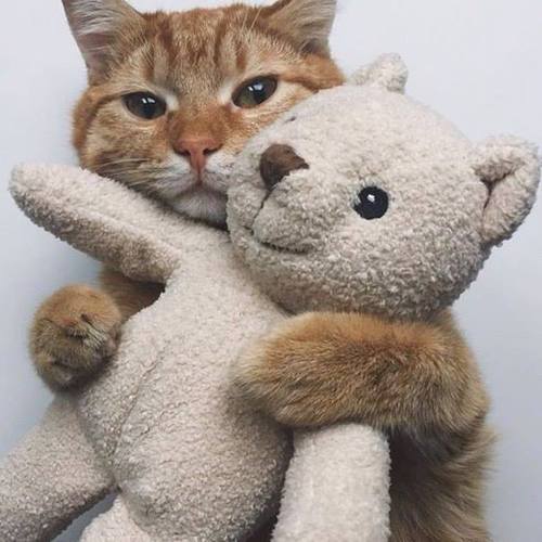 Коты из сети