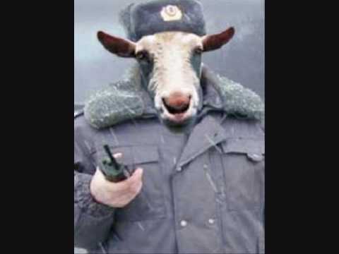 Чиновника, сбившего полицейского во Владикавказе... уволили. Всего лишь уволили