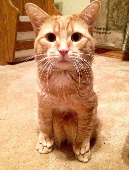 Коты и Кошки