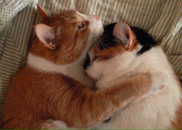 Коты и Кошки