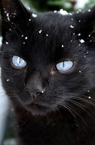 Коты и Кошки