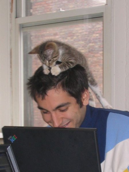 Коты и Кошки