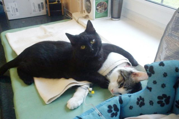 Коты и Кошки