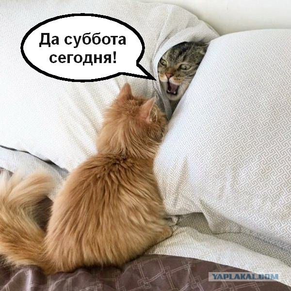 Прикольные картинки 17.06.2017.